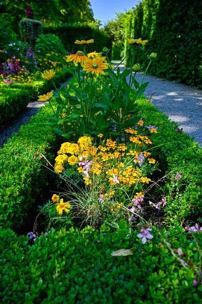 Corange and yellow oneflowers in a flowerbed Royalty Free Stock Photos