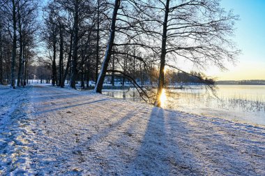 Filipstad İsveç 'te göl kenarındaki dallardan gün ışığı