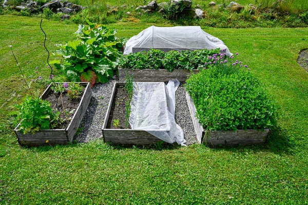 Bahçede bir sürü sebze yetiştirilmiş kutular var.