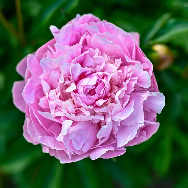 Une pivoine rose dans un lit de fleurs vert — Photo