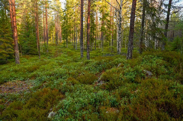 Verde floresta aberta em Varmland Suécia janeiro 2020 — Fotografia de Stock