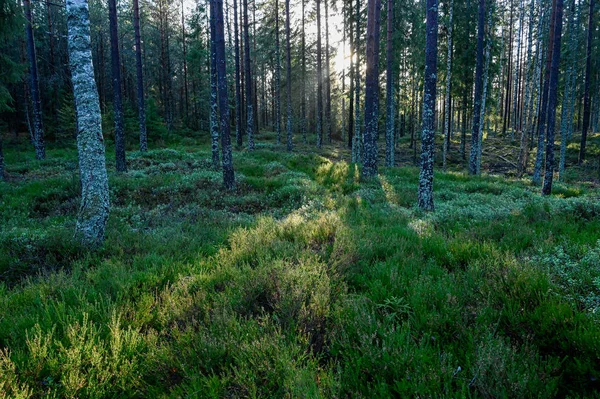 Backlight through tree trunks in swedish forest — Stockfoto