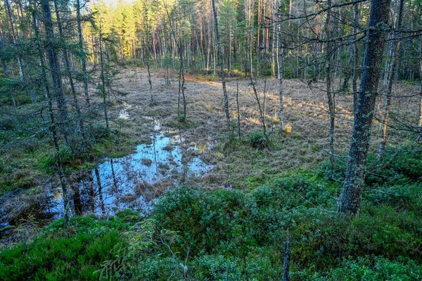 Pequeno pântano no meio de uma grande floresta — Fotografia de Stock