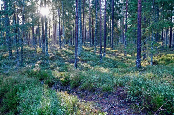 Backlight através de troncos de árvores na floresta sueca — Fotografia de Stock