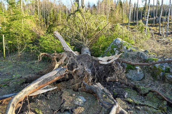 Ganancia inesperada en un bosque en Varmland Suecia — Foto de Stock
