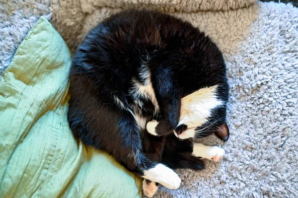 Domestic cat sleeping in a arm chair — Stock Fotó