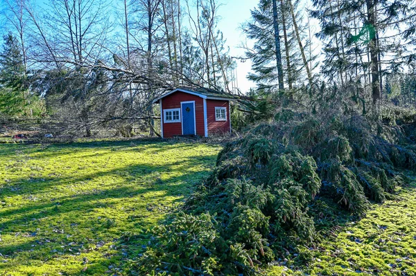 Árvores caíram sobre casa perto da floresta — Fotografia de Stock