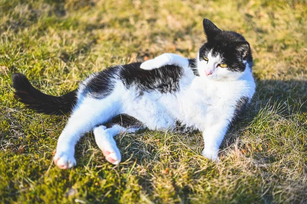 草の上に横たわる黒猫と白猫 — ストック写真