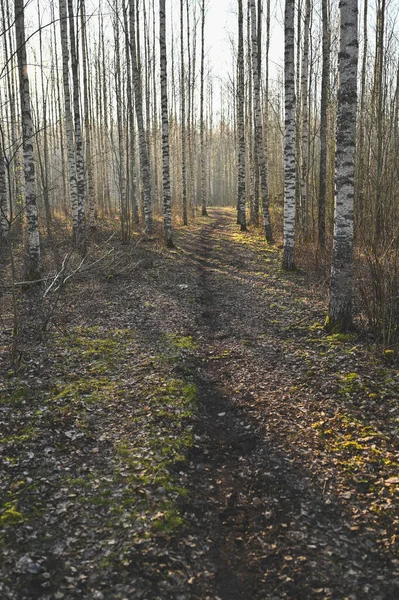 Berjalan di pagi hari melalui hutan penuh birches — Stok Foto