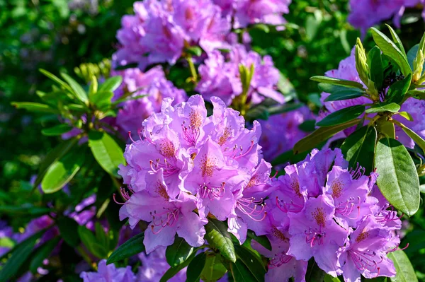 Büyük pembe rhododendron çiçekleri tamamen çiçek açmış.