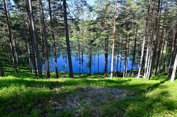 Pendiente de troncos de pino hasta el agua azul —  Fotos de Stock