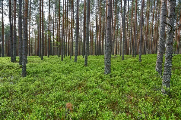 Brattfors heath dengan blueberry dan lingonberry antara pinetrunks — Stok Foto