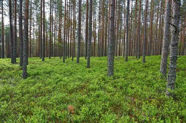 Brattfors heath with blueberry and lingonberry between pinetrunks