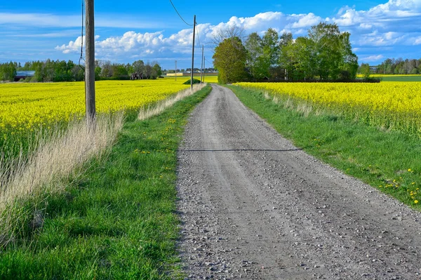 Route de gravier à travers les champs de fleurs de colza — Photo