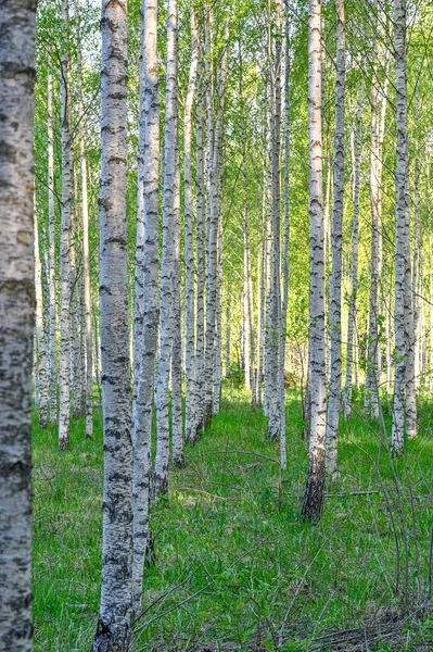 Vita trädstammar av björk i Kumla Sverige — Stockfoto