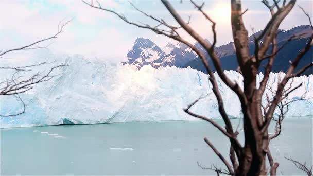 Tree Branches over the Perito Moreno Glacier, in Argentina. — Stock Video