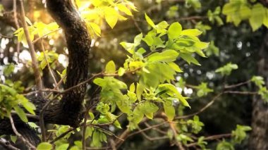 Güneş ışınları üzerinde bir ağaçta yeşil yapraklar. Yakın plan.  