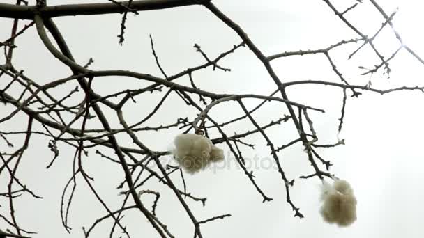 Branches on a Cotton Tree, Seiba Pentandra. Закрытие. — стоковое видео