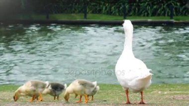 Anne Kaz ve Goslings Bosques de Palermo 'da (Palermo Ormanı), Buenos Aires, Arjantin. 