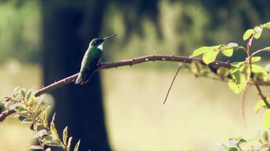 Beyaz boğazlı Hummingbird (Leucochloris albicollis) Tigre, Buenos Aires, Arjantin 'de. Yakın plan.