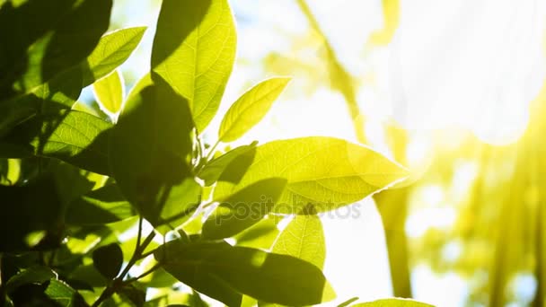 녹색 잎 과 태양. 가까이 서 본 모습. — 비디오