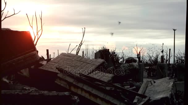 Troupeau d'oiseaux survolant la ville fantôme d'Epecuen au coucher du soleil, province de Buenos Aires, Argentine. — Video