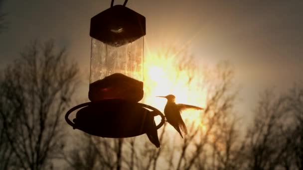 Colibríes de garganta blanca al atardecer. Primer plano. — Vídeo de stock