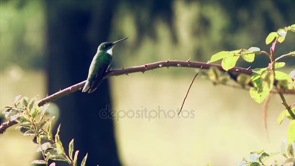 Colibrí de garganta blanca (Leucochloris albicollis) en Tigre, provincia de Buenos Aires, Argentina. Primer plano. — Vídeos de Stock