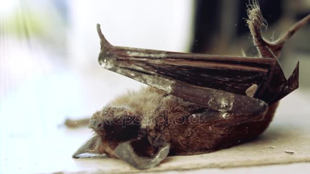 Dode Bat in venster — Stockvideo