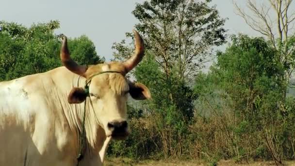 Цікава корова дивиться на камеру — стокове відео
