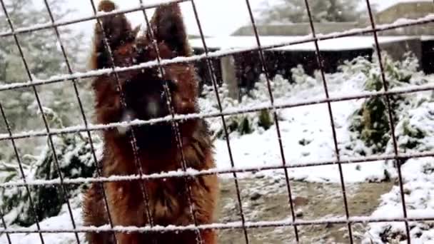 Perro pastor alemán macho cubierto de nieve detrás de una valla metálica en Ushuaia, provincia de Tierra del Fuego, Argentina. — Vídeos de Stock