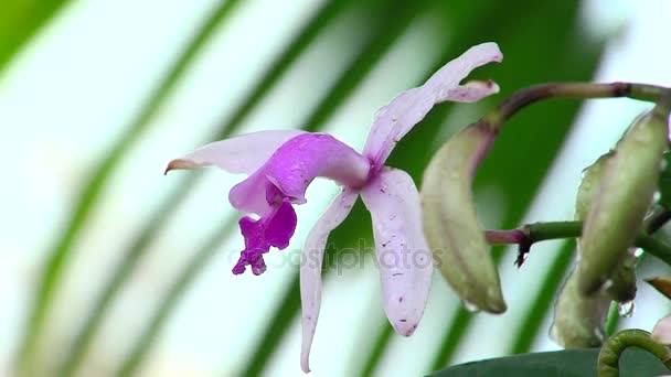 Flor púrpura bajo la lluvia — Vídeo de stock