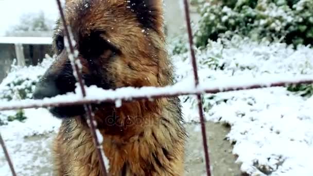 Schattige hond blaffen In de sneeuw — Stockvideo