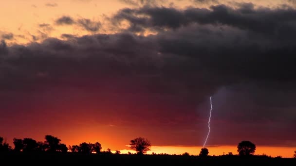 Lightning Storm in the Field — Stock Video