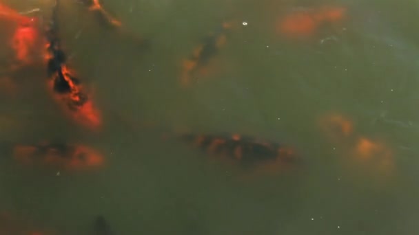 Koi Fishes In A Pond — Stock Video