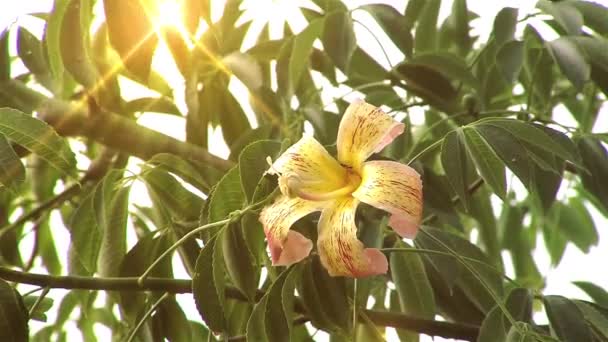 Mier loopt op een bloem op zonsondergang — Stockvideo