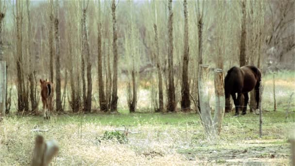 poulain sauvage à côté de mère dans la forêt 