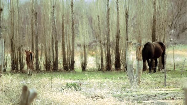 Poulain sauvage à côté de mère dans la forêt — Video