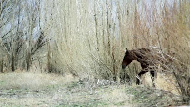 poulain sauvage à côté de mère dans la forêt 