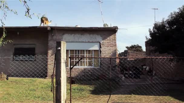 Duitse herder op het dak — Stockvideo