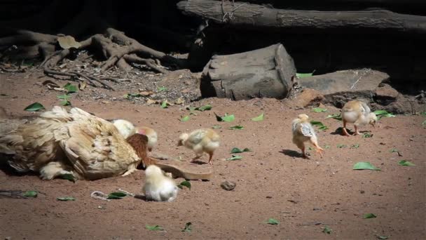 Цыплята на полу — стоковое видео