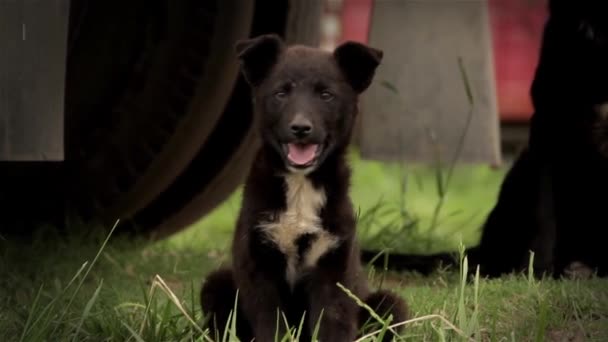 Cão preto e mãe — Vídeo de Stock