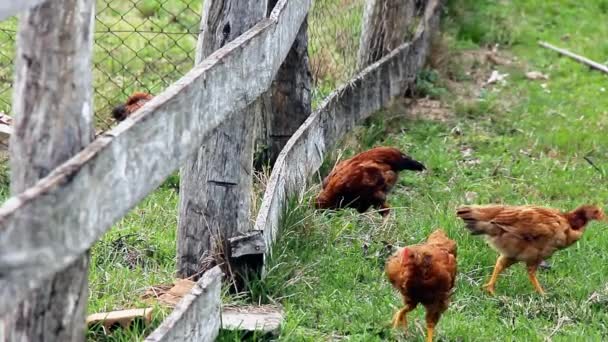 Kippen overschrijding van een hek — Stockvideo