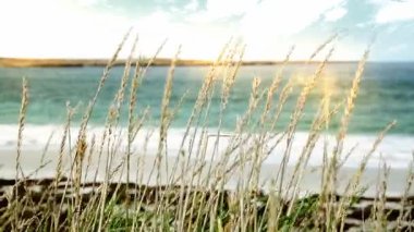 Beach Malvinas Adaları