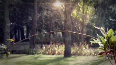Colibri tünemiş ormanın dal