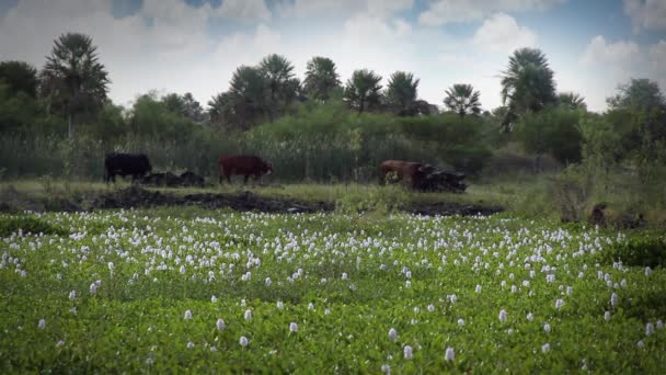 Скот, пересекающий поле — стоковое видео