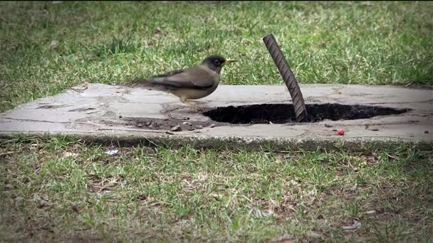 Eau potable des oiseaux dans un petit étang — Video