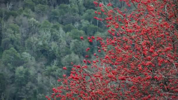 Czerwony kwiat drzewo w górach — Wideo stockowe