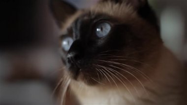 Güzel mavi gözlü kedi