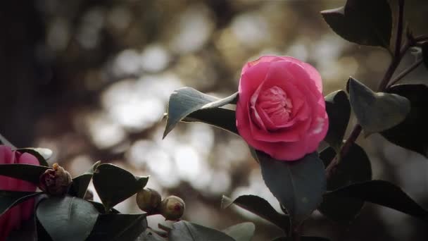 Rote Rose aus dem Wald — Stockvideo